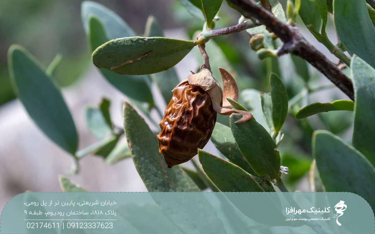 عکس دانه جوجوبا روی شاخه درخت